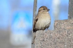 Passer domesticus