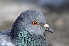 Columba livia domestica