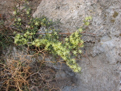 Asparagus aphyllus orientalis