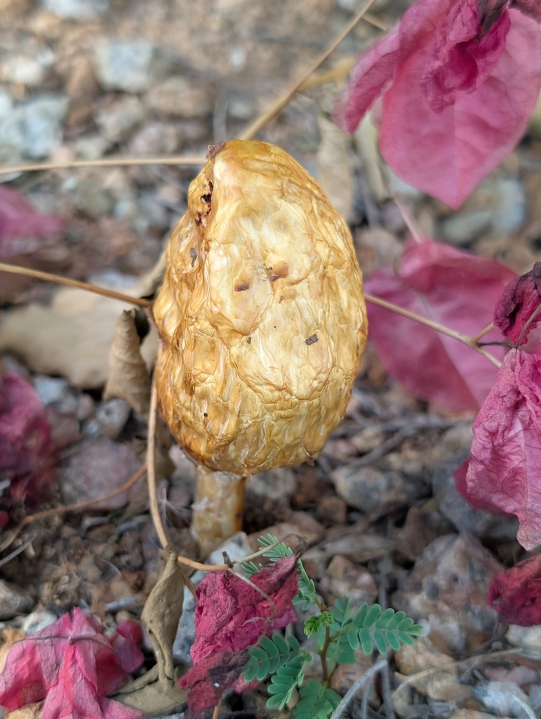 Podaxis inyoensis · November 2025 · photo: © elliot45 (iNaturalist, cc-by)