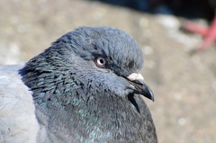 Columba livia domestica
