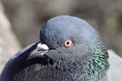 Columba livia domestica