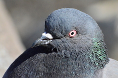 Columba livia domestica