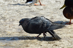Columba livia domestica
