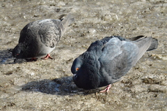 Columba livia domestica