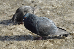 Columba livia domestica