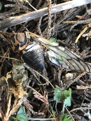 Neotibicen latifasciatus