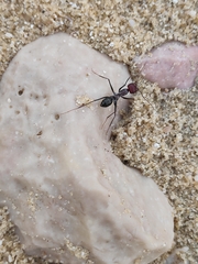 Cataglyphis oasium