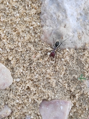 Cataglyphis oasium