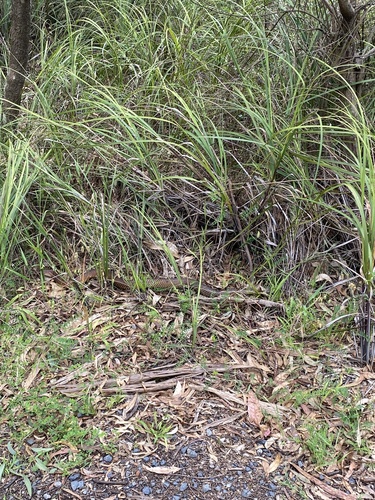 Lowlands Copperhead sighting