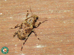 Stenocerus longulus