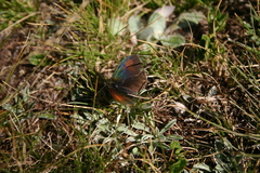 Erebia tyndarus