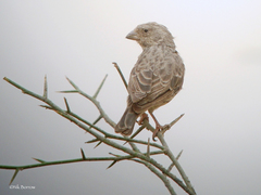 Crithagra leucopygia