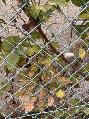 Pleochaeta shiraiana