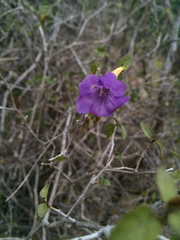 Ruellia californica