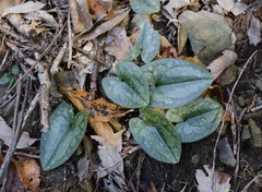 Asarum rigescens brachypodion