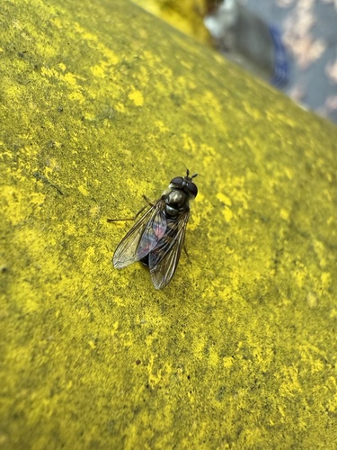 Unknown species found near Hunsicker's Grove, Alburtis, PA, US