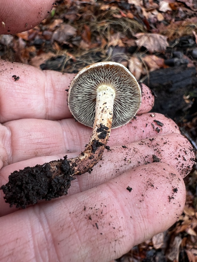 Hypholoma lateritium · November 2025 · photo: © imasongster (iNaturalist, cc-by)