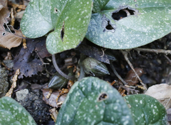 Asarum rigescens brachypodion
