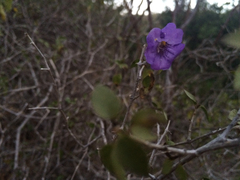 Ruellia californica