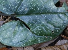 Asarum rigescens brachypodion