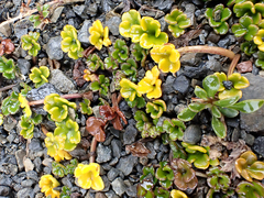 Azorella hydrocotyloides