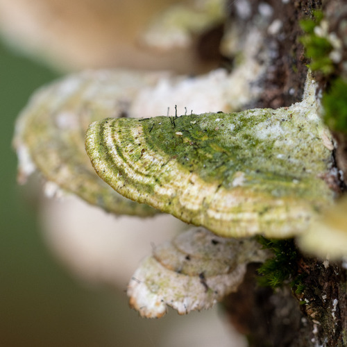 Phaeocalicium polyporaeum