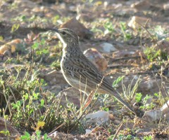 Certhilauda curvirostris brevirostris