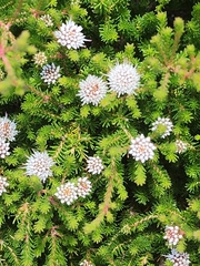 Darwinia diosmoides