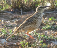 Certhilauda curvirostris brevirostris