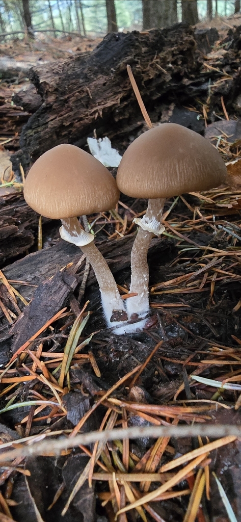Psathyrella ellenae yubaensis