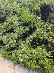 Darwinia diosmoides, photograph (c) Belinda Forbes, some rights reserved (CC BY)