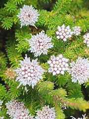 Darwinia diosmoides, photograph (c) Belinda Forbes, some rights reserved (CC BY)