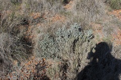 Aspalathus eustonbrownii