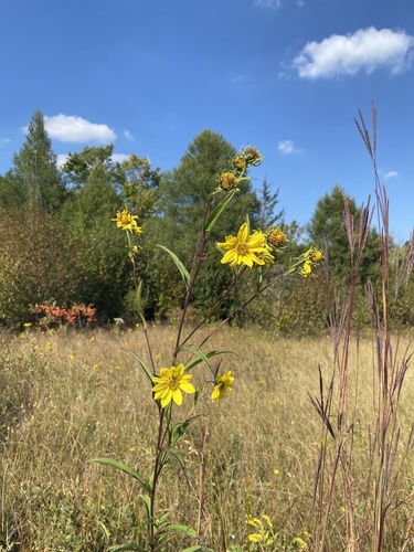 Giant Sunflower (Helianthus giganteus)