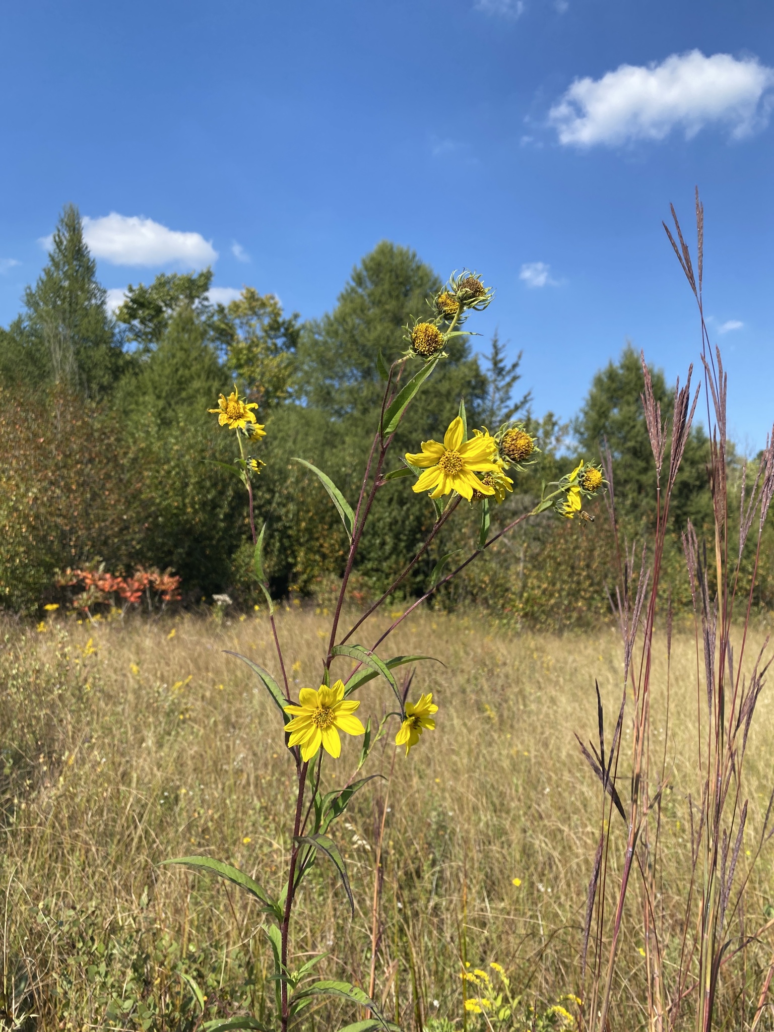 Giant Sunflower (Helianthus giganteus)