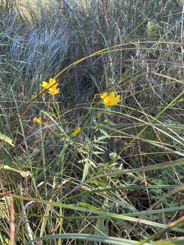 Marsh Tickseed (Bidens trichosperma)
