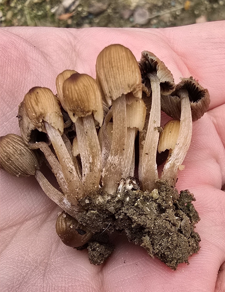Ephemerocybe hiascens