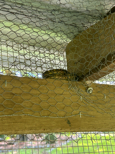 Coastal Carpet Python sighting
