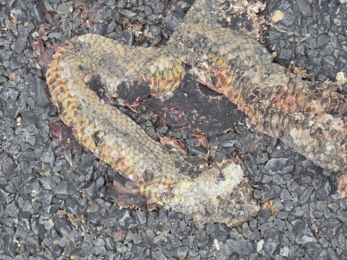 Eastern Brown Snake sighting