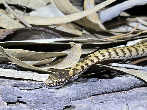 De Vis' Banded Snake sighting