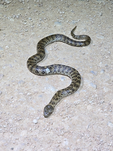 De Vis' Banded Snake sighting