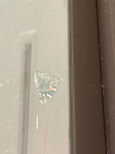 Indian Red Admiral