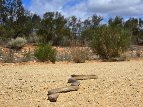 Strap-Snouted Brown Snake sighting