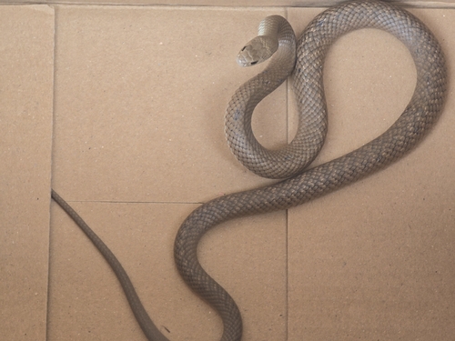 Eastern Brown Snake sighting