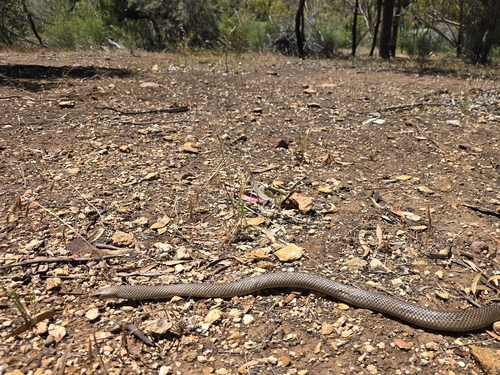 Eastern Brown Snake sighting