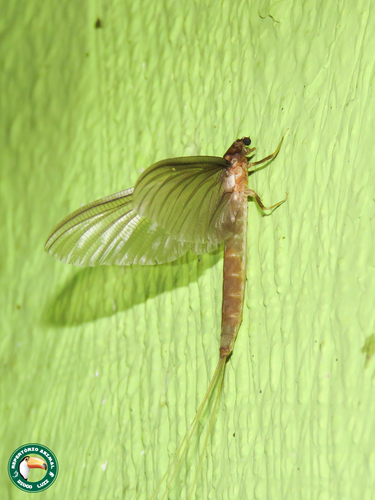 Family Euthyplociidae · iNaturalist