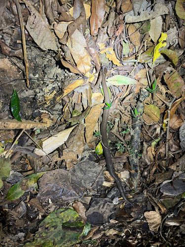Golden-crowned Snake sighting