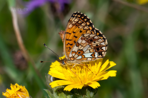 perlovec dvanásťškvrnný (Boloria selene)