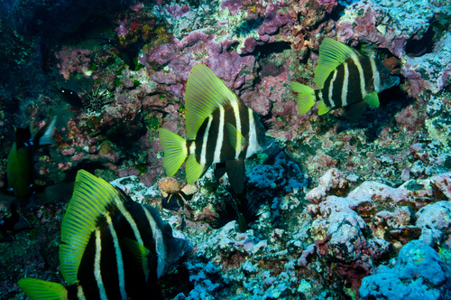 Japanese boarfish (Evistias acutirostris) — Pentacerotidae — 4